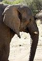 08_Mowani Elephant
